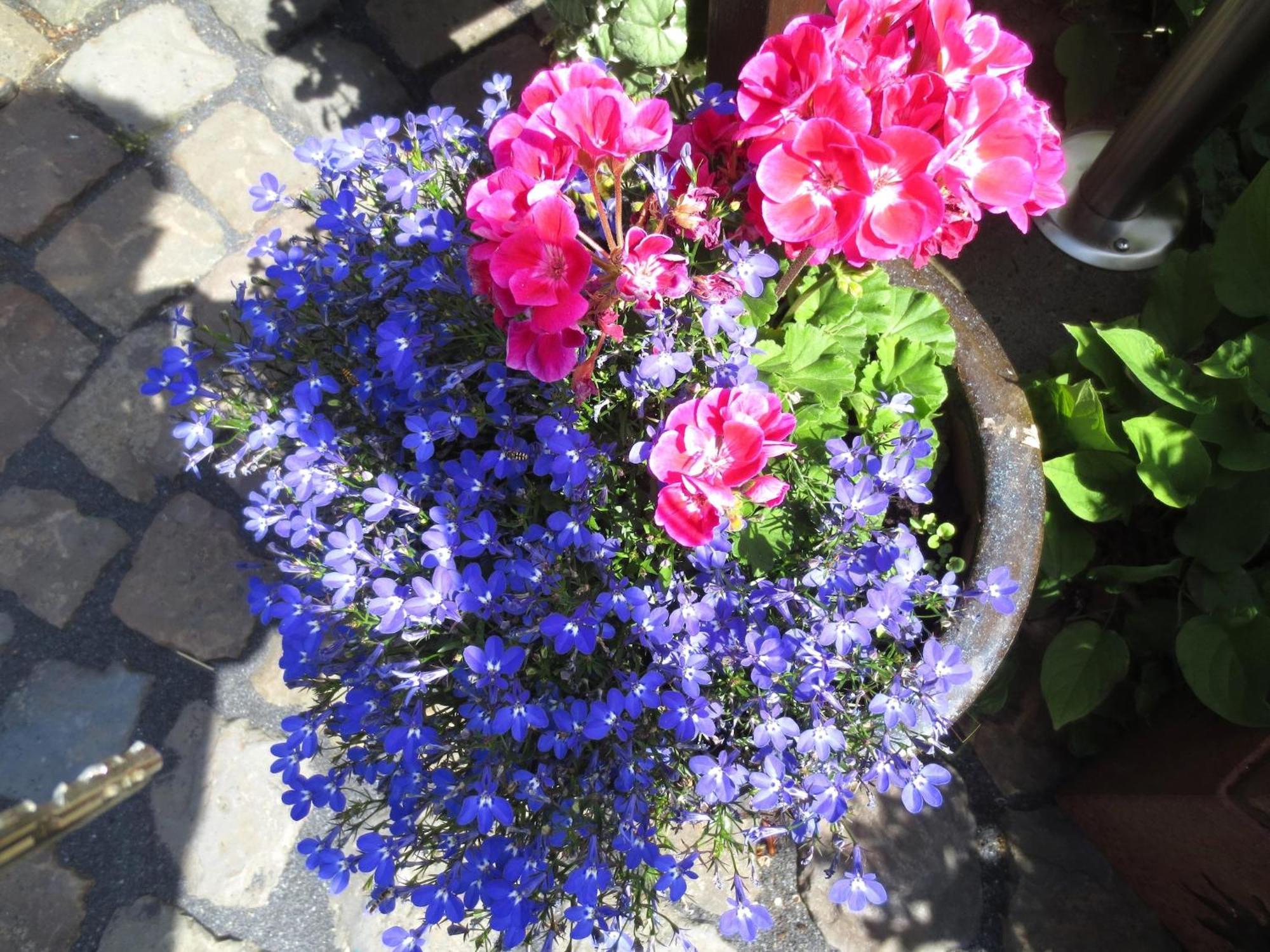 Holiday Flat With Idyllic Garden In Daun Exteriör bild